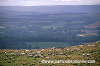 Sheep, Pentland Hills, Scotland  - Pentland Hills, Ecosse - 16020