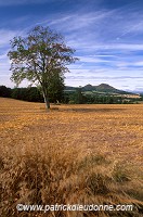 Tree, Eildon Hills, Borders, Scotland - Borders, Ecosse -  16009