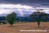 Trees, Tweed valley, Borders, Scotland - Tweed, Ecosse - 16011 Trees, Tweed valley, Borders, Scotland - Tweed, Ecosse - 16011