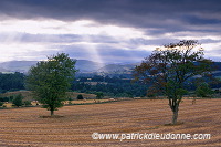 Trees, Tweed valley, Borders, Scotland - Tweed, Ecosse - 16011