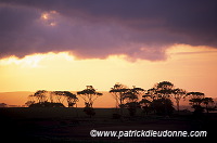 Sunset and trees, Ayrshire, Scotland - Couchant, Ecosse - 18827