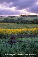 Crops, Borders region, Scotland - Borders, Ecosse - 18831