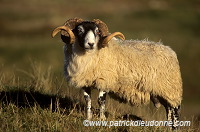 Scottish Blackface ram, Scotland -  Bélier, Ecosse - 16271