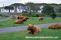 Highland cattle, Lochalsh, Scotland - Vaches, Ecosse - 18807