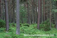 Abernethy forest, Scot Pines, Scotland - Pins d'Ecosse - 18843