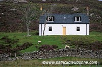 Small house and sheep, Wester Ross, Scotland - Ecosse - 18875