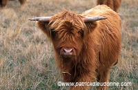 Highland cattle, Scotland  -  Highland cattle, Ecosse - 18959