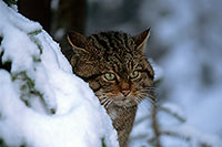 Chat forestier - Wild cat - 16449