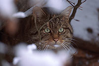 Chat forestier - Wild cat - 16451