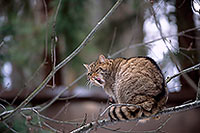 Chat forestier - Wild cat - 16453