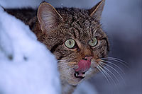Chat forestier - Wild cat - 16454 Chat forestier - Wild cat - 16454