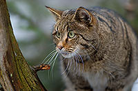 Chat forestier - Wild cat - 16455