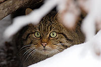 Chat forestier - Wild cat - 16456 Chat forestier - Wild cat - 16456