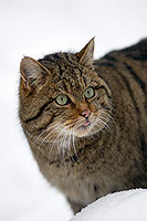 Chat forestier - Wild cat - 16458 Chat forestier - Wild cat - 16458