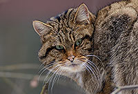 Chat forestier - Wild cat - 16459