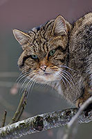 Chat forestier - Wild cat - 16460