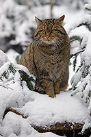 Chat forestier - Wild cat  - 16462