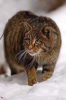 Chat forestier - Wild cat  - 16463