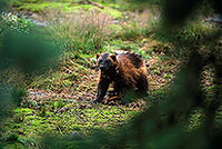 Glouton - Wolverine - 16547 Glouton - Wolverine - 16547