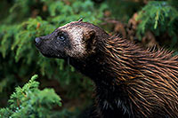 Glouton - Wolverine - 16548 Glouton - Wolverine - 16548