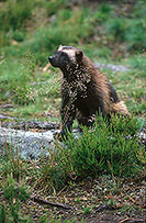 Glouton - Wolverine - 16551 Glouton - Wolverine - 16551