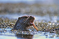 Loutre d'Europe - European Otter - 16738