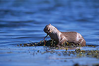 Loutre d'Europe - European Otter  - 16743