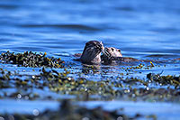 Loutre d'Europe - European Otter  - 16750