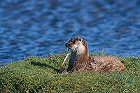 Loutre d'Europe - European Otter  - 16751