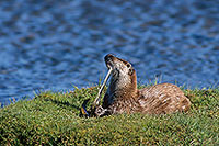 Loutre d'Europe - European Otter  - 16752