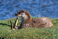 Loutre d'Europe - European Otter  - 16753