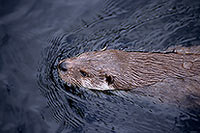 Loutre d'Europe - European Otter - 16754