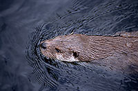 Loutre d'Europe - European Otter - 16754 Loutre d'Europe - European Otter - 16754