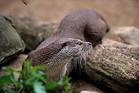 Loutre d'Europe - European Otter - 16755