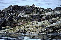 Loutre d'Europe - European Otter - 16756