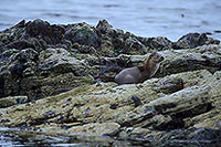 Loutre d'Europe - European Otter - 16757 Loutre d'Europe - European Otter - 16757