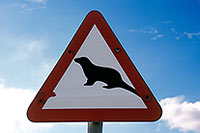 Loutre d'Europe - European Otter - 16758 Loutre d'Europe - European Otter - 16758