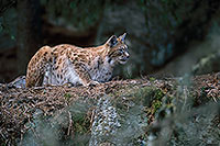 Lynx - 16767 Lynx - 16767