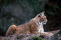 Lynx - 16769