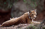 Lynx - 16772 Lynx - 16772