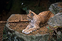 Lynx - 16777 Lynx - 16777