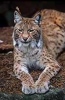 Lynx - 16778