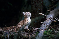 Lynx - 16782 Lynx - 16782