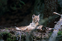 Lynx - 16783 Lynx - 16783