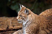 Lynx - 16799