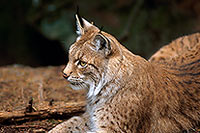 Lynx - 16799 Lynx - 16799