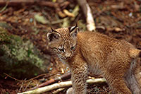 Lynx - 16800 Lynx - 16800