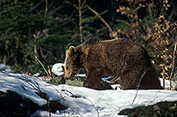 Ours brun - Brown Bear - 16810