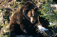 Ours brun - Brown Bear - 16812