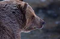 Ours brun - Brown Bear - 16813